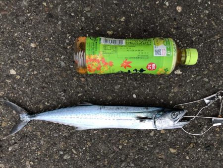 エギングの合間に